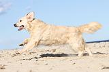 GOLDEN RETRIEVER 489